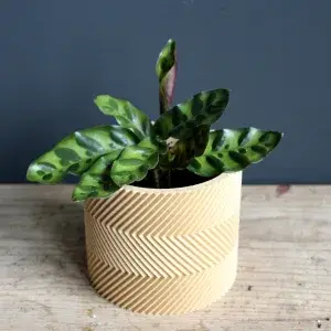 calathea-lancifolia-rostlinkovo