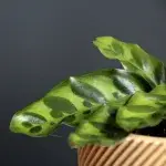 calathea-lancifolia-rostlinkovo