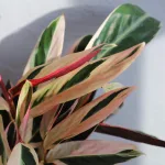 stromanthe-sanguinea-triostar-rostlinkovo