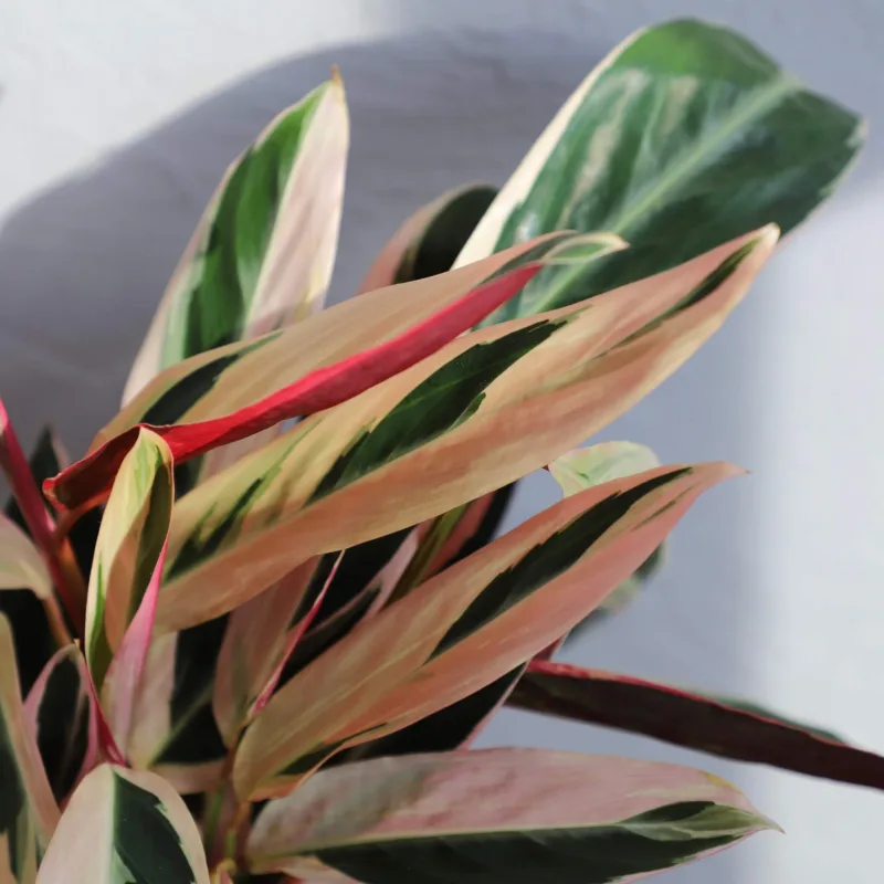 stromanthe-sanguinea-triostar-rostlinkovo