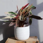 stromanthe-sanguinea-triostar-rostlinkovo