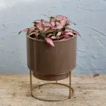 fittonia-pink-forest-flame-rostlinkovo