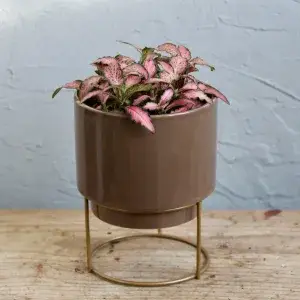 fittonia-pink-forest-flame-rostlinkovo