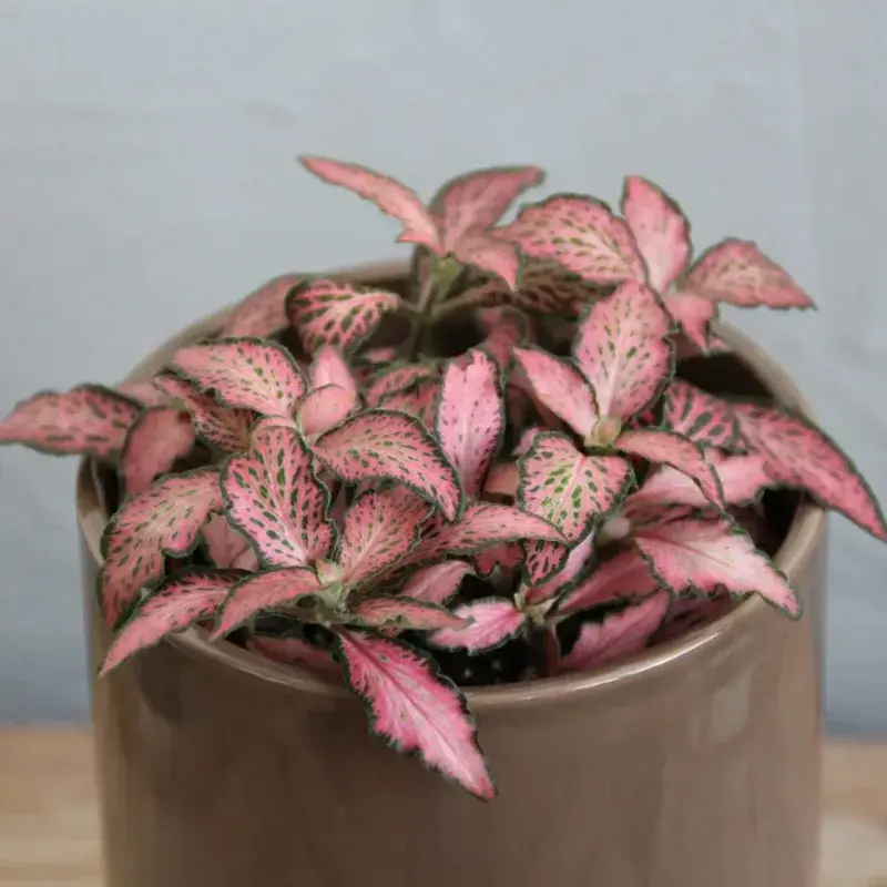 fittonia-pink-forest-flame-rostlinkovo