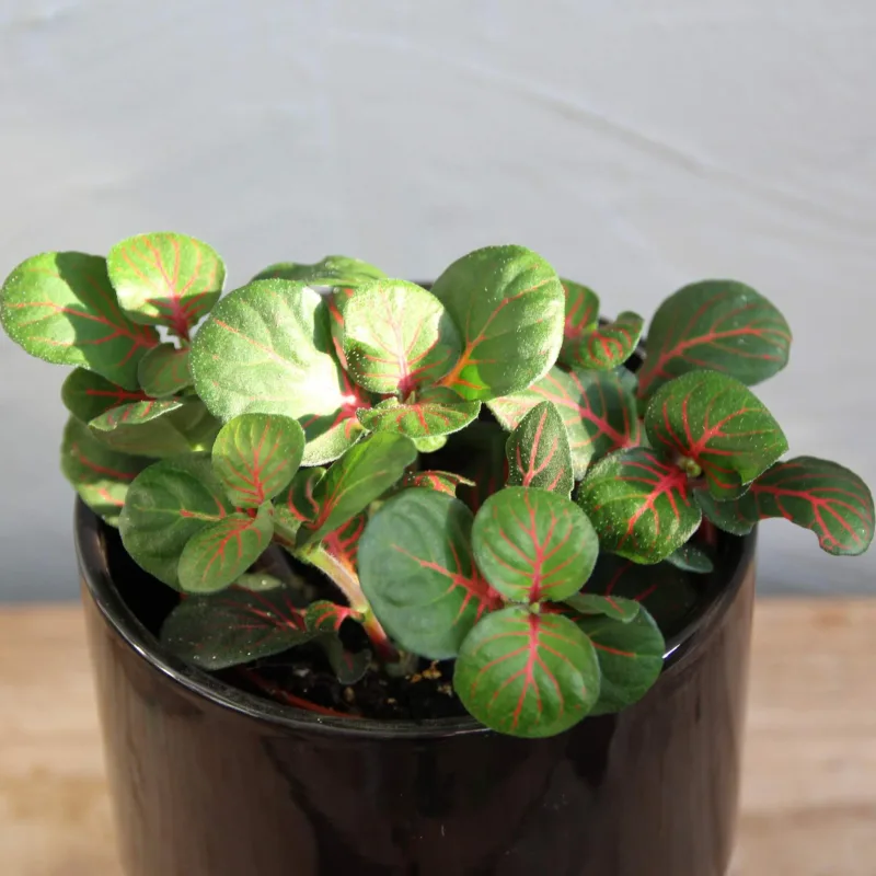 fittonia-bubble-red-rostlinkovo
