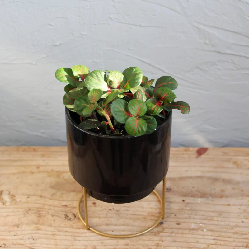 fittonia-bubble-red-rostlinkovo