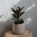 ficus-elastica-small-form-rostlinkovo