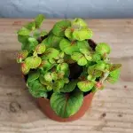 fittonia-bubble-neon-rostlinkovo