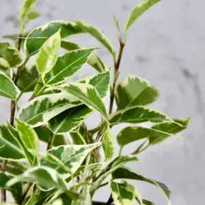 ficus-benjamina-variegata-rostlinkovo