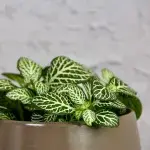 fittonia-white-special-rostlinkovo