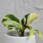 calathea-kalatea-yellow-fusion-rostlinkovo