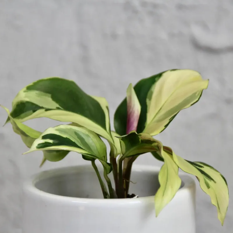 calathea-kalatea-yellow-fusion-rostlinkovo