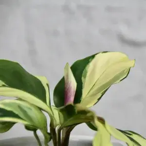 calathea-kalatea-yellow-fusion-rostlinkovo