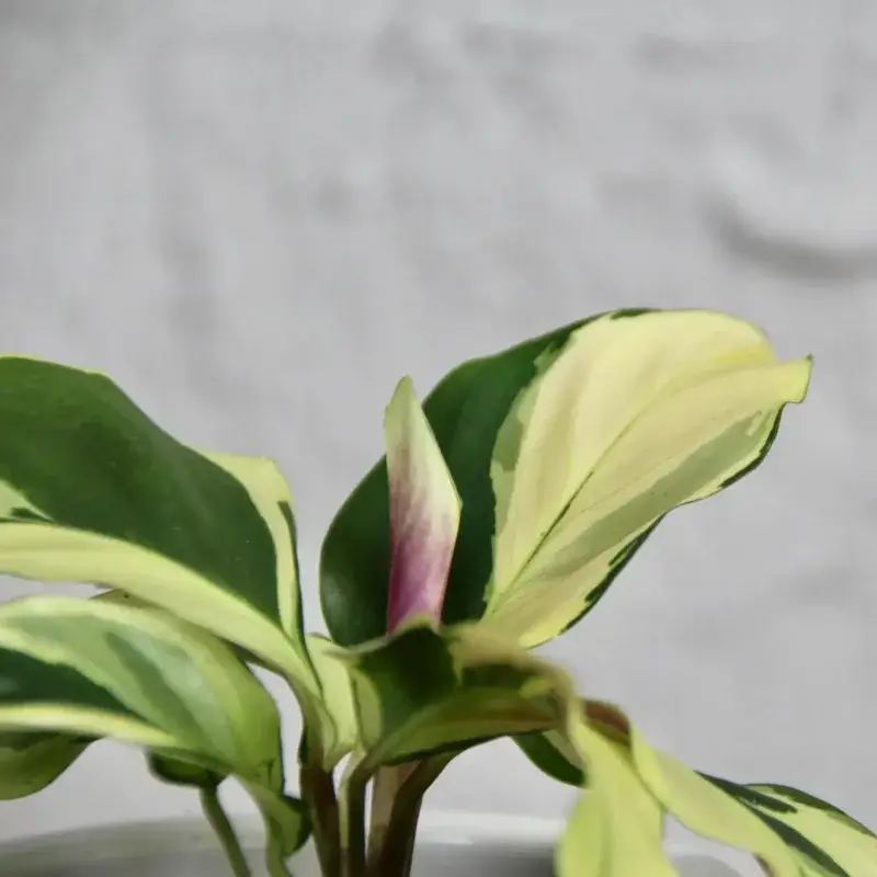 calathea-kalatea-yellow-fusion-rostlinkovo