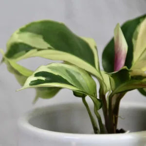 calathea-kalatea-yellow-fusion-rostlinkovo