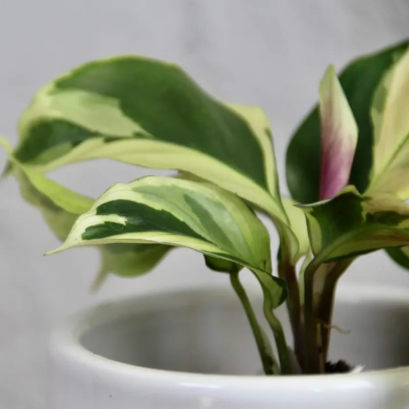 calathea-kalatea-yellow-fusion-rostlinkovo calathea-kalatea-yellow-fusion-rostlinkovo
