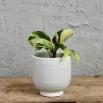 calathea-kalatea-yellow-fusion-rostlinkovo