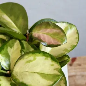 hoya-australis-lisa-rostlinkovo