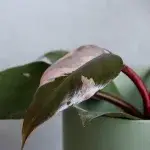philodendron-pink-princess-rostlinkovo