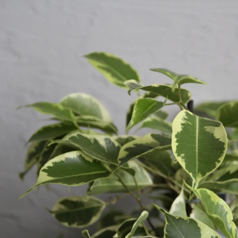 ficus-benjamina-variegata-rostlinkovo