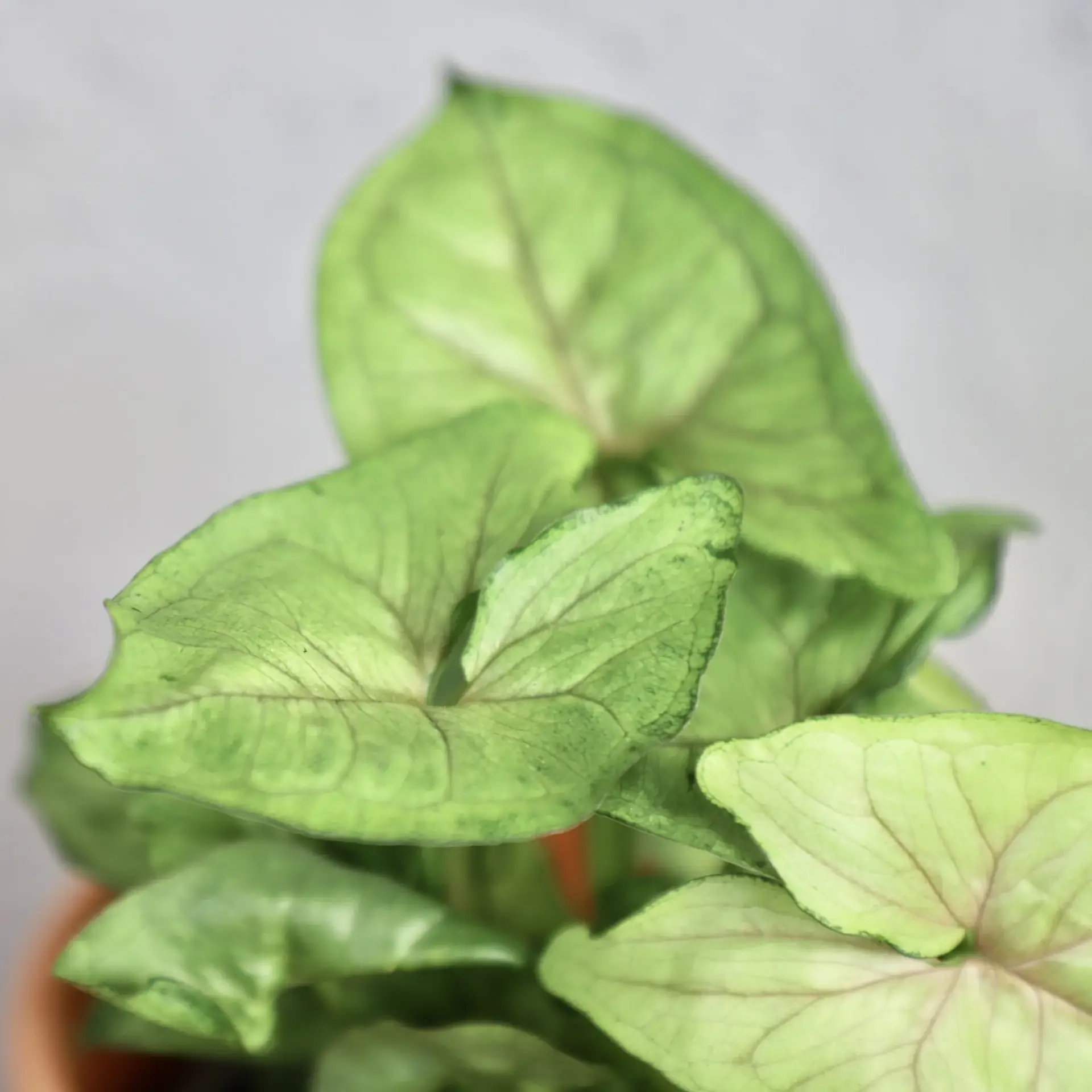 Syngonium Speckle