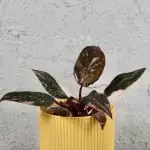philodendron-pink-princess-marble-rostlinkovo