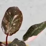 philodendron-pink-princess-marble-rostlinkovo