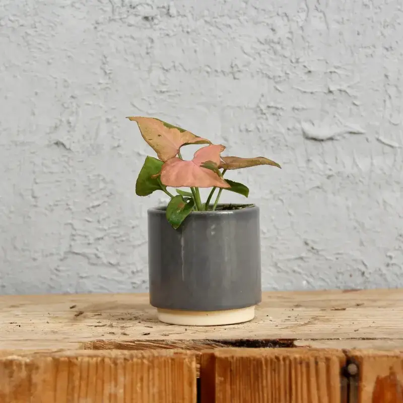 syngonium-pink-splash-rostlinkovo