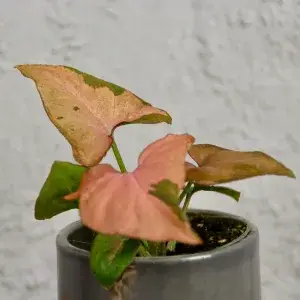 syngonium-pink-splash-rostlinkovo