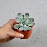 echeveria-blue-sky-rostlinkovo