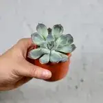 echeveria-blue-sky-rostlinkovo