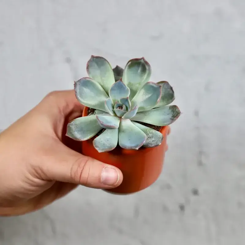 echeveria-blue-sky-rostlinkovo
