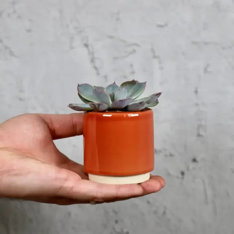 echeveria-blue-sky-rostlinkovo