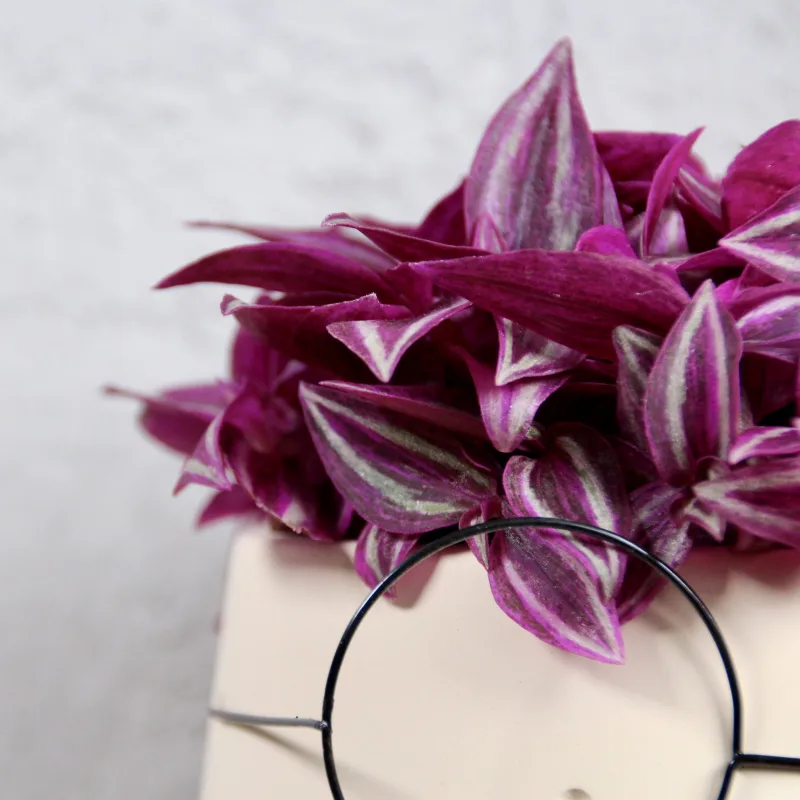 tradescantia-pink-paradise-rostlinkovo tradescantia-pink-paradise-rostlinkovo