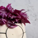 tradescantia-pink-paradise-rostlinkovo