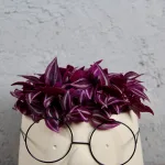tradescantia-pink-paradise-rostlinkovo