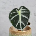 alocasia-balloon-heart-rostlinkovo