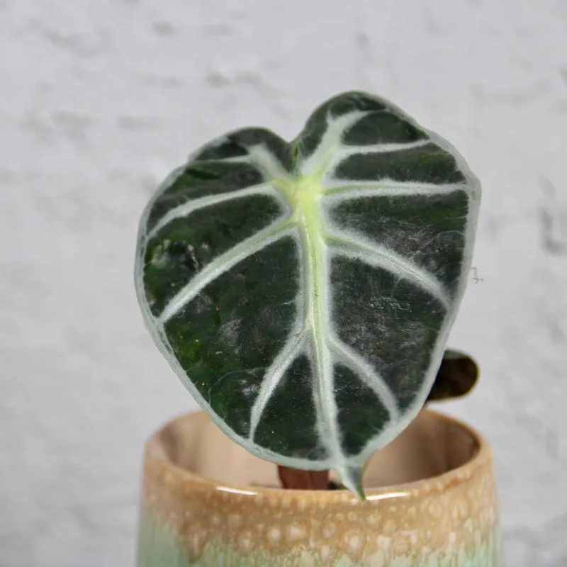 alocasia-balloon-heart-rostlinkovo alocasia-balloon-heart-rostlinkovo