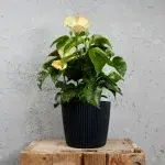 Hibiscus-rosa-sinensis-žlto-ružový-rostlinkovo