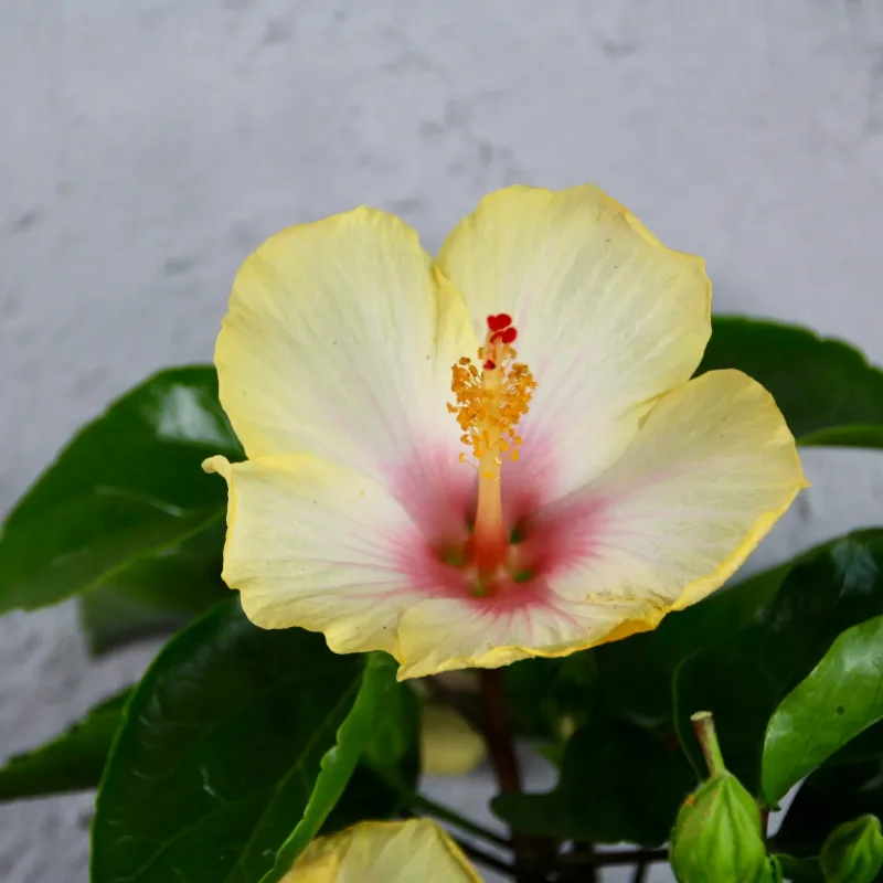 Hibiscus-rosa-sinensis-žlto-ružový-rostlinkovo Hibiscus-rosa-sinensis-žlto-ružový-rostlinkovo