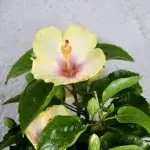 Hibiscus-rosa-sinensis-žlto-ružový-rostlinkovo