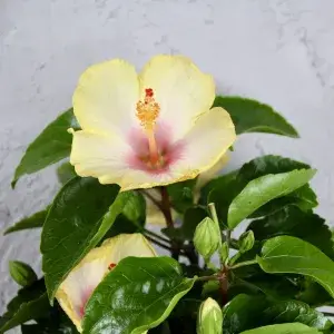 Hibiscus-rosa-sinensis-žlto-ružový-rostlinkovo