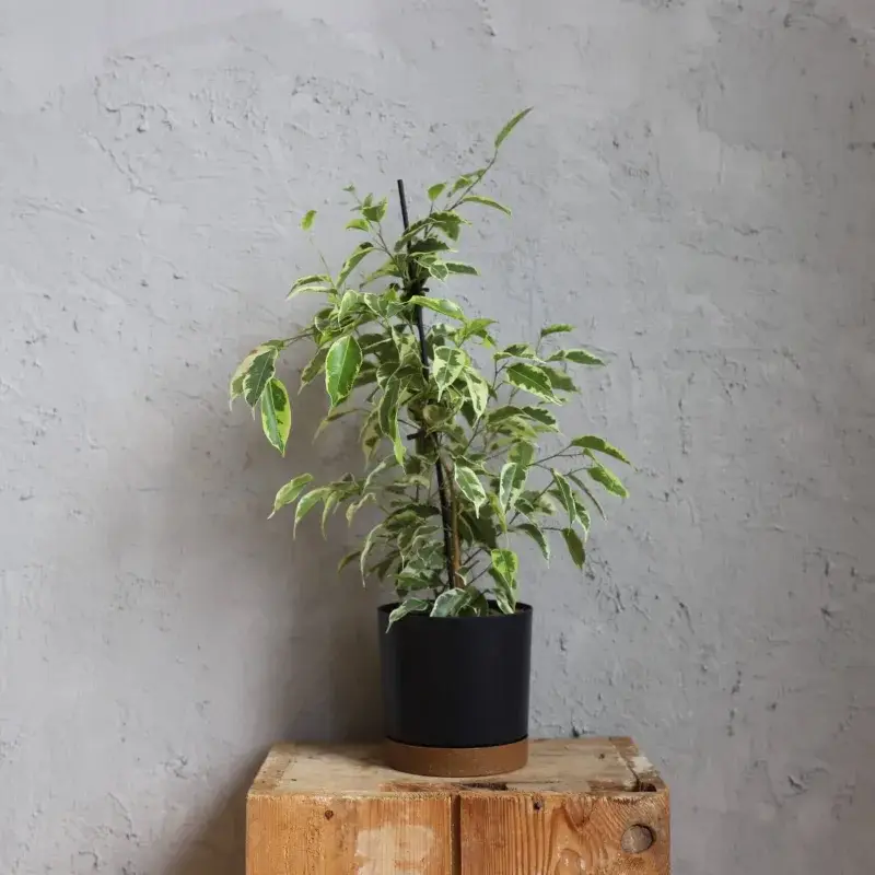 ficus-benjamina-variegata-rostlinkovo