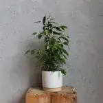 ficus-benjamina-verano-rostlinkovo