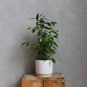 ficus-benjamina-verano-rostlinkovo