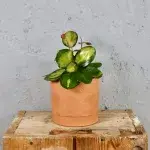 hoya-australis-lisa-rostlinkovo