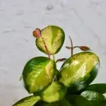 hoya-australis-lisa-rostlinkovo