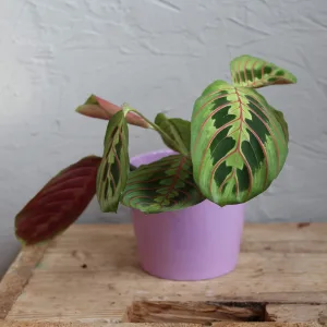 maranta-leuconeura-fascinator-rostlinkovo
