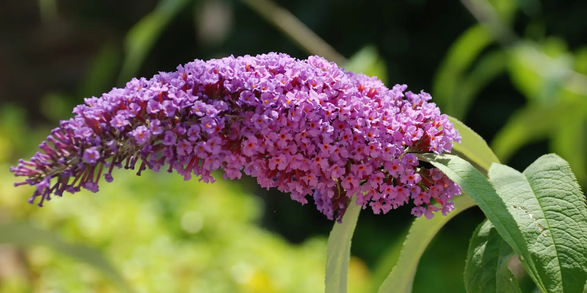 buddleja-butterfly-candy-rostlinkovo