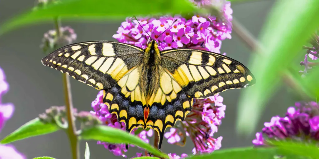 budleja-butterfly-candy-rostlinkovo